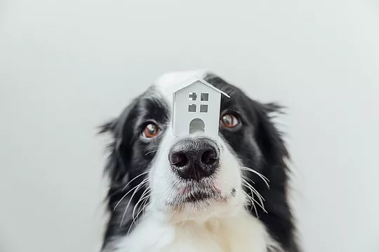  Как ухаживать за собакой из приюта?