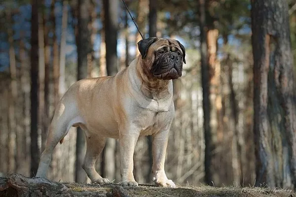 Бульмастиф