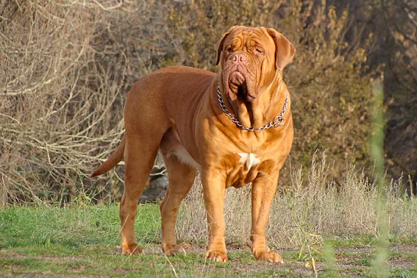 Бордоский дог