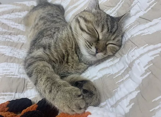 6 асан, которые весело повторить за любимой кошкой