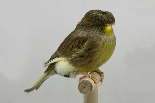 Канарейки хохлатые