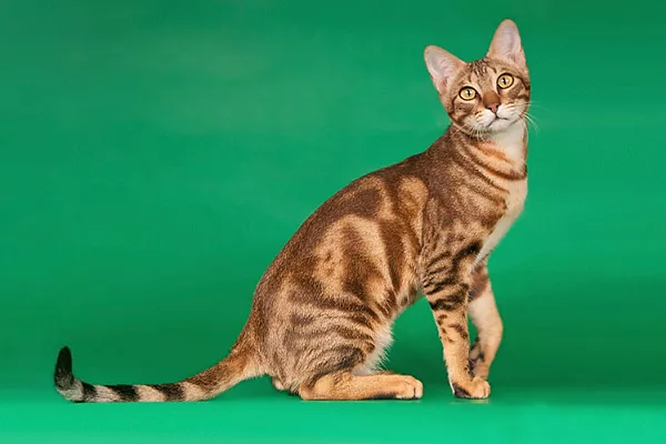 Сококе (африканская кошка)