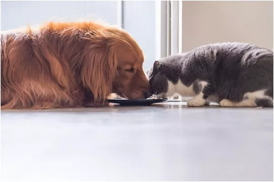 Большинство россиян выбирают для своих питомцев промышленные корма 