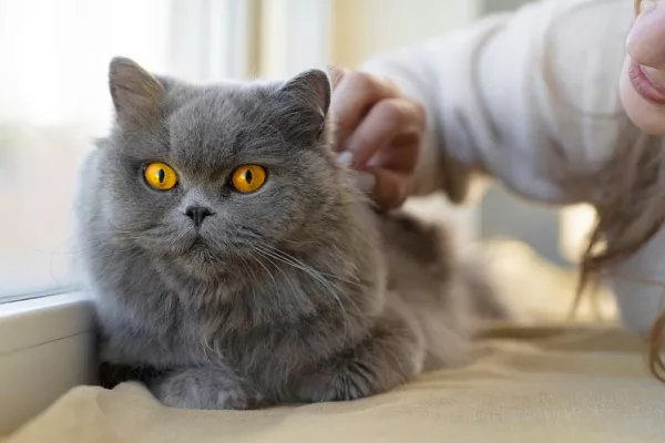 Почему кошки мяукают и мурчат