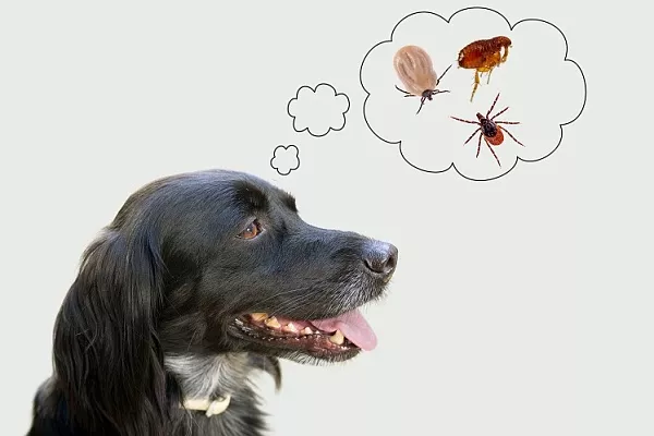 Нужно ли бояться клещей зимой и что такое бабезиоз