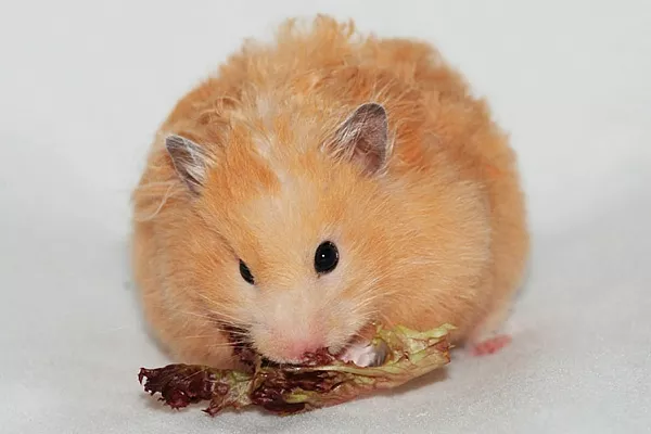 Ангорский хомяк