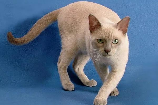 Тонкинская кошка