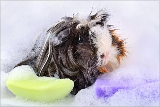 Купание морских свинок