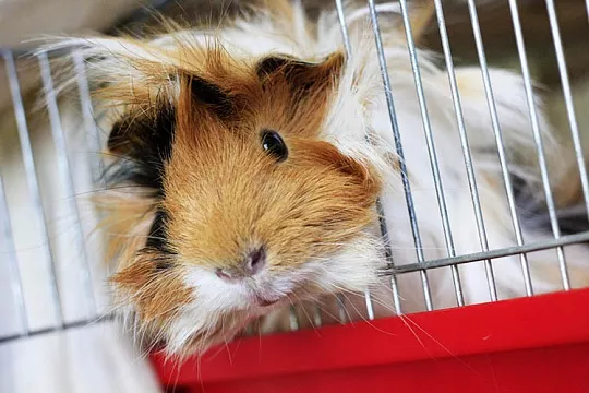 Какую клетку выбрать для морской свинки?