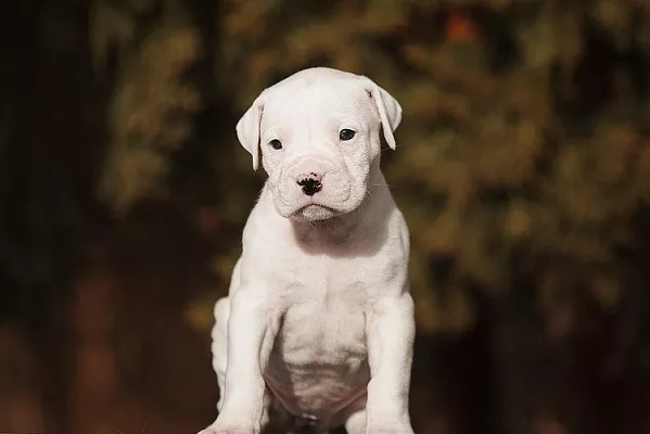 Где купить аргентинского дога и сколько он стоит?