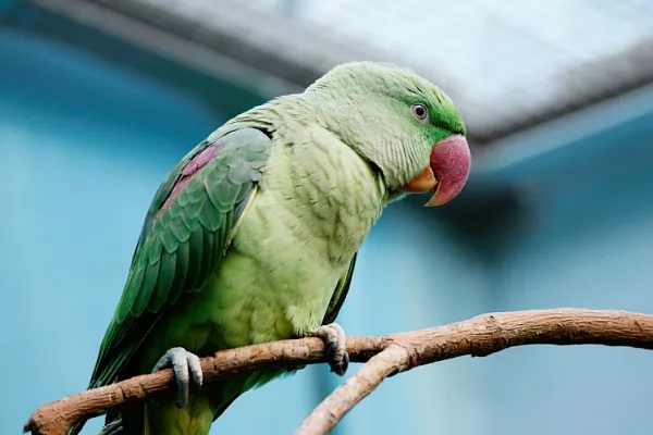 Александрийский попугай