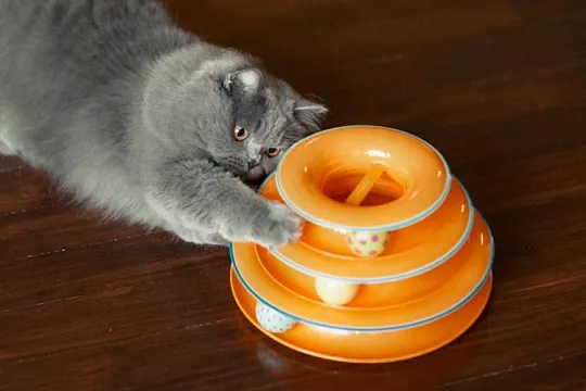 Какие игрушки нужны кошке?