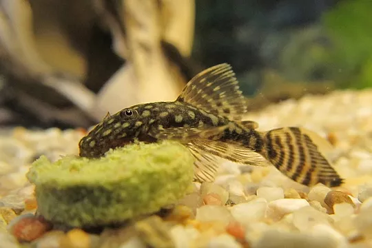 Сом аквариумный: чем кормить донного интроверта