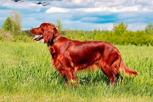 Ирландский сеттер