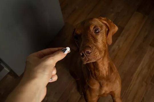 В США появился антивозрастной препарат для собак