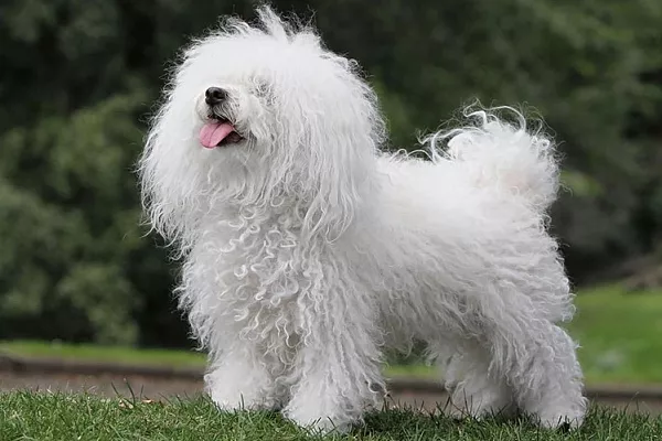 Итальянская болонка (болоньез, болонский бишон)