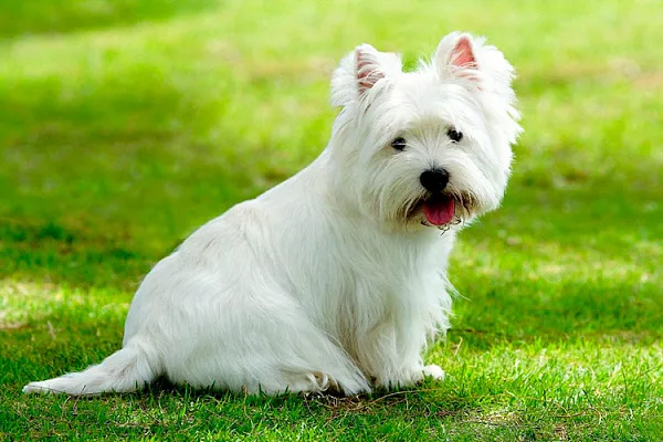 Вест-хайленд-уайт-терьер