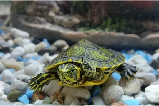 Какую воду можно заливать в аквариум черепах