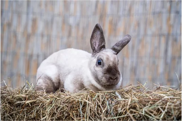 Кролик карликовый рекс: украшение дома