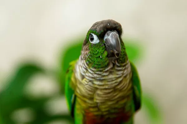 Стресс у попугаев, канареек и других птиц: как распознать и чем помочь