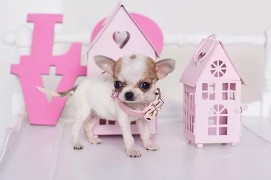 Клички для чихуахуа-девочек