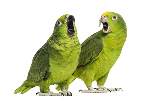 почему волнистый попугай громко кричит