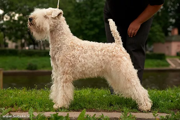 Ирландский мягкошерстный пшеничный терьер