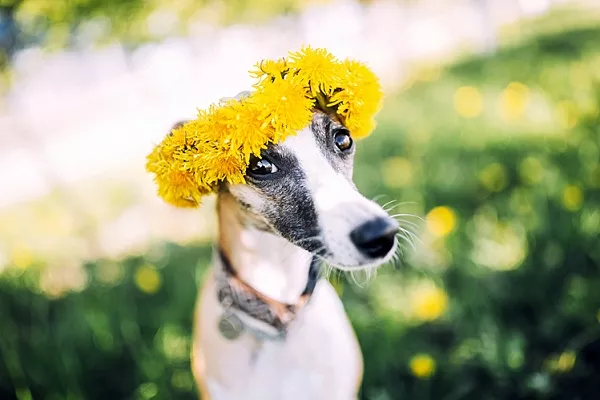 5 правил летнего отдыха с собакой