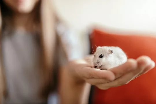 Как понять, что хомяк заболел? Как понять, что хомяк заболел?