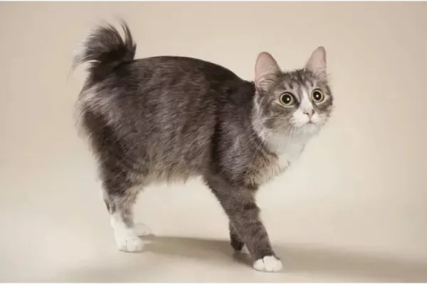 Карельский бобтейл