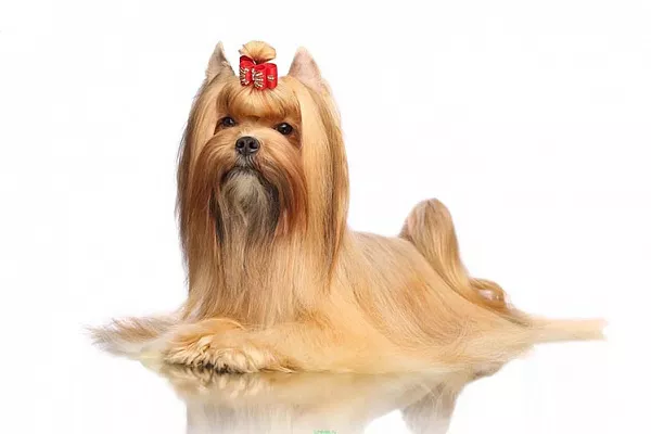 Русская салонная собака (русалка)