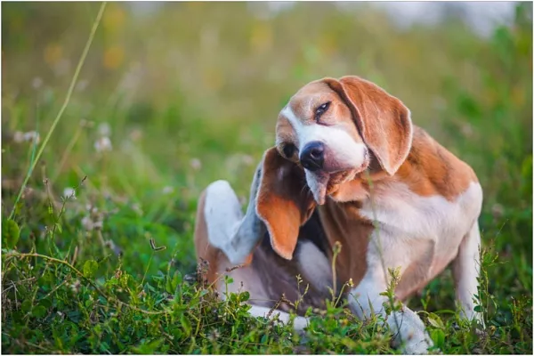 Откуда у собак берутся блохи