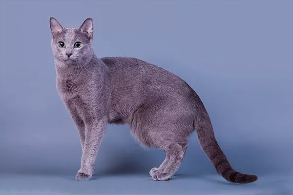 Русская голубая кошка