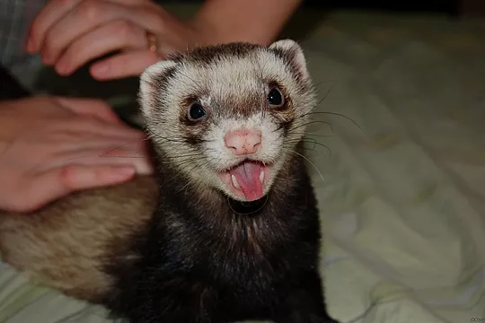 Линька у хорьков