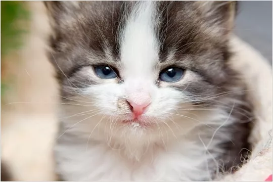Сопли у котенка
