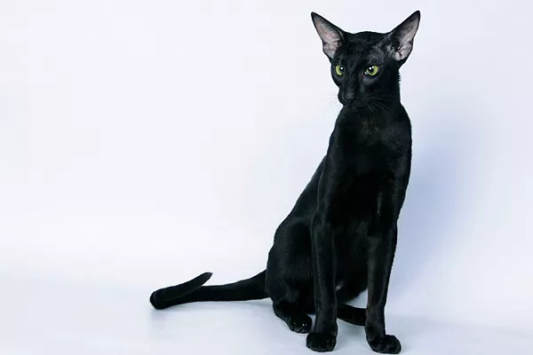 Восточная короткошерстная (ориентальная)