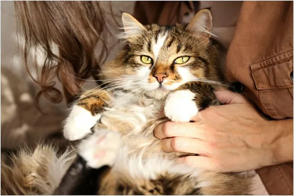 Домус, или Беспородная кошка