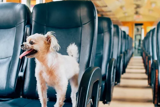 Хвостатый класс: в Италии теперь можно путешествовать на поезде с собакой