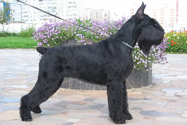 Ризеншнауцер