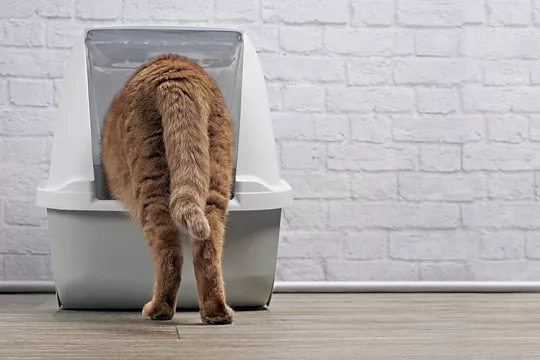 Биотуалет для кошек: что это такое и как выбрать подходящий? Биотуалет для кошек: что это такое и как выбрать подходящий?