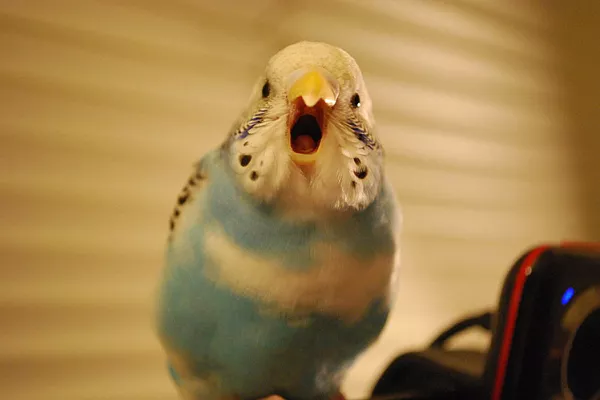 Можно ли научить говорить волнистого попугая? | Советы по обучению