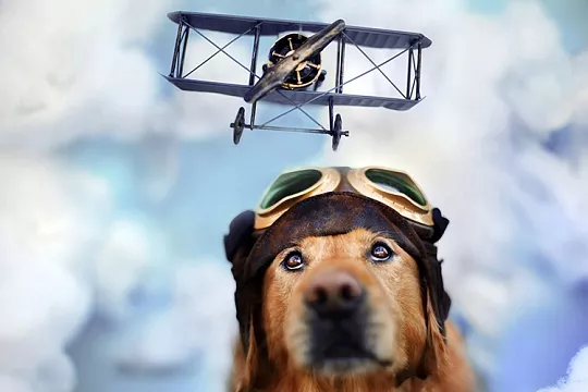 Как перевозить собаку в самолете?