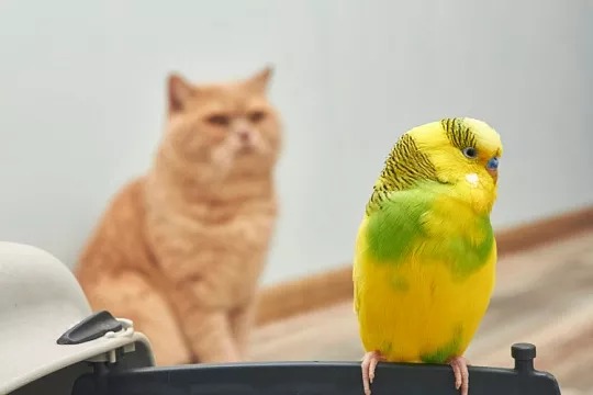 Кошка поймала птицу: что делать