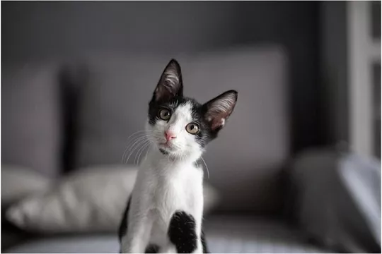 Рост котенка по неделям Рост котенка по неделям