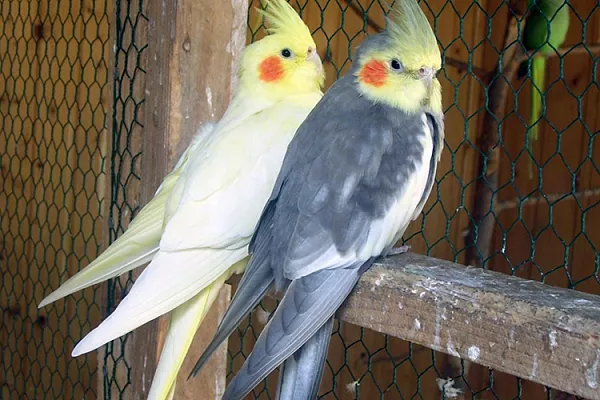 Попугаи корелла