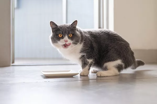Чувствительное пищеварение у кошек