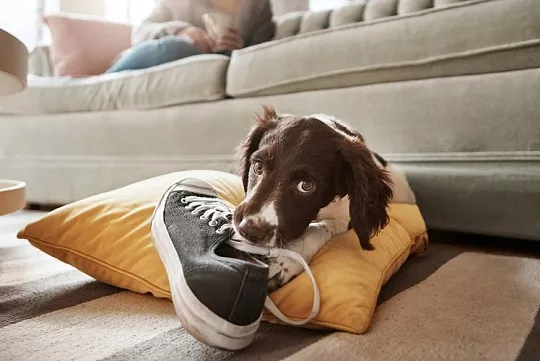 Как отучить щенка грызть вещи за 7 шагов