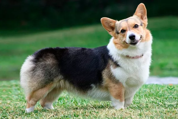 Вельш-корги