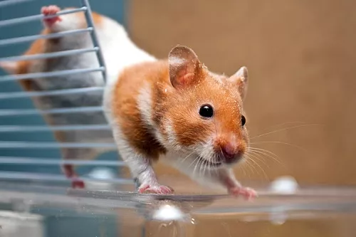 Как назвать хомяка?