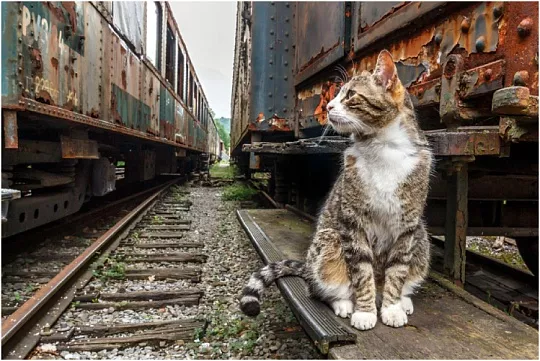 Питомцы перестали быть багажом на железнодорожном транспорте